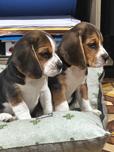 Cachorro Beagle Tricolor