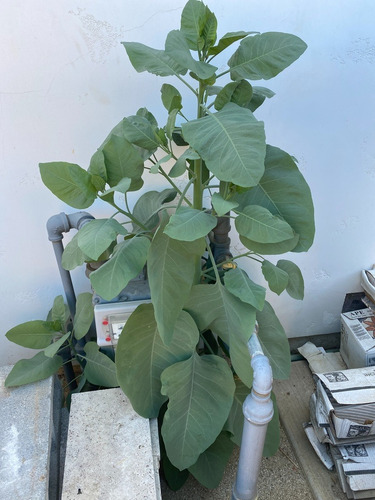 Arbolitos De Palán Palán (nicotiana Glauca Graham)
