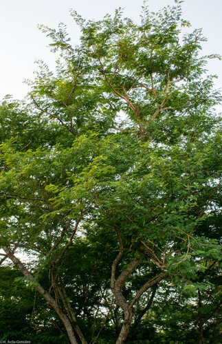 Lysiloma Divaricatum 15 Semillas