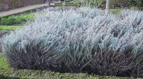 Helichrysum Italicum Hierba Inmortalidad 1 Planta De 30a40cm