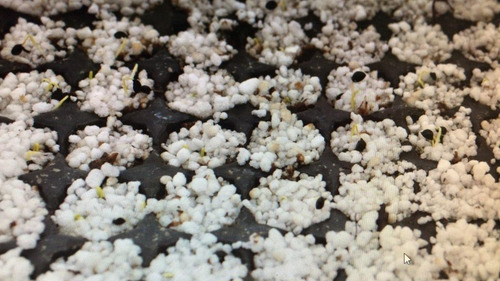 Perlita Agrícola Bolsa De 125lts