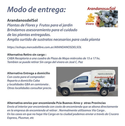 Imagen 7 de 10 de Plantas De Frutos - Arandano , Zarzamora , Grosella