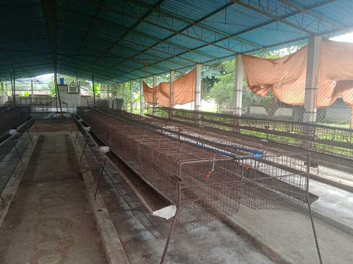 Imagen 5 de 30 de En Venta Finca Avicola Y Conejera Con Fondo De Comercio Para Embutidos