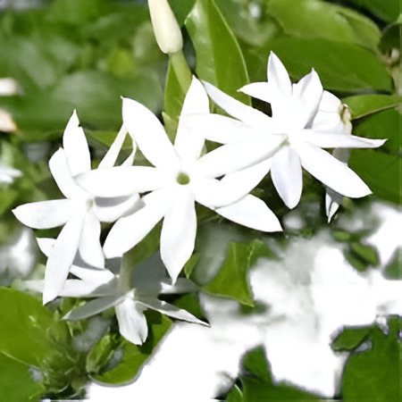 Jazmin Estrella ( Planta ) , Jasminum Multiflorum