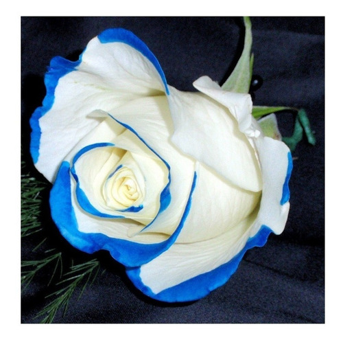 Semillas De Rosa Bicolor Azul Y Blanco. Rara Genética Jardin