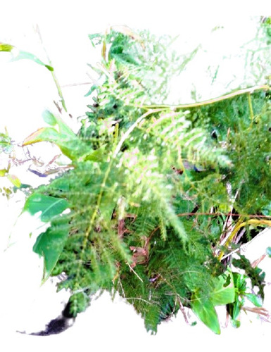 Vivero Cielo Verde Orgánico Asparagus Plumosus Setaceus