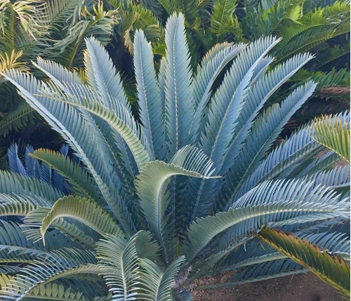 Encephalartos Longifolius Blue (palmera De Colección)