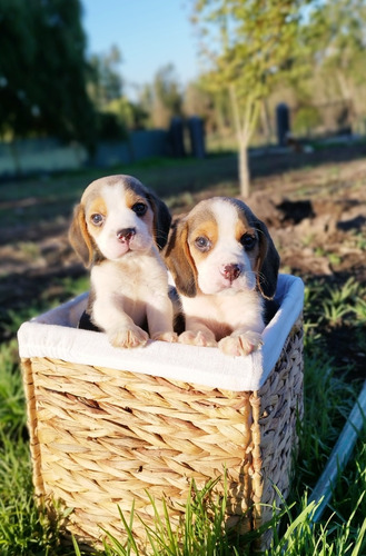 Cachorros Beagle Enano Tricolor Finos