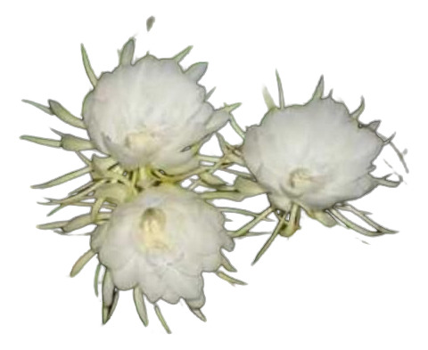 Flor Da Noite 50g