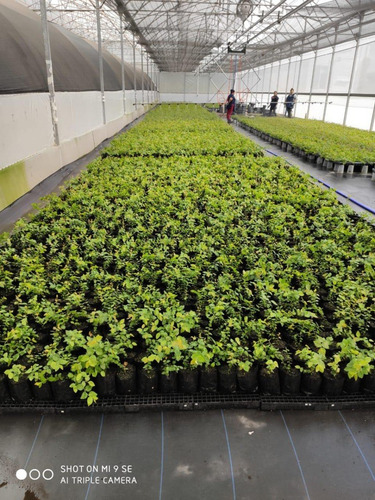 Imagen 4 de 4 de Planta De Arandano Azul. (blueberry)