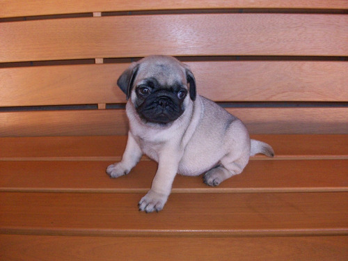 Pug Mini Abricot Macho Na Promoçao