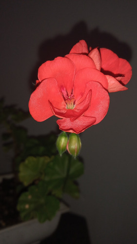 Bonsai De Geranio En Flor Maceta Rectangular N15 Naranja Oscuro
