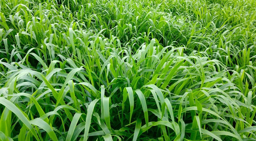 Ureia Liquida Concentrada Nitrogenio Milho Pasto Horta 1 L