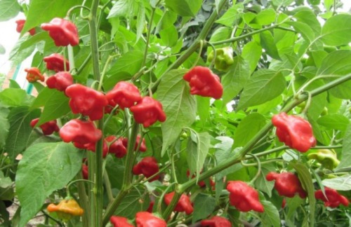 30 Semillas Chile Campanita O Aji Corona De Obispo Picante