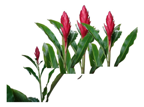 Alpinia Vermelha, Erva Colônia Medicinal E Ornamental Linda!