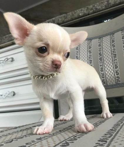 Chihuahua Cachorros Cabeza De Manzana Vip Característico