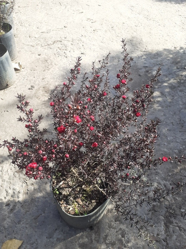 Leptospermo, Leptospermum, Leptospermum Scoparium 4lts