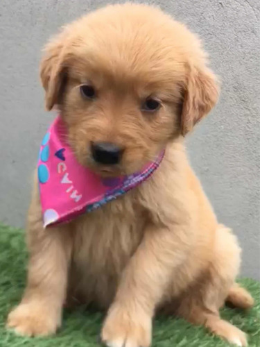 Imagen 9 de 10 de Cachorros Golden Retriever Cali Medellin Bogota