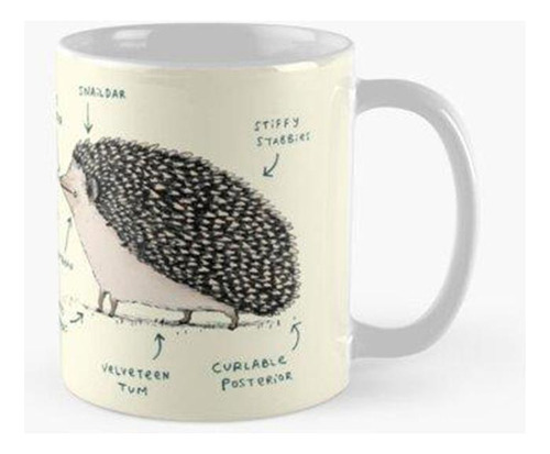 Taza Anatomía De Un Erizo Calidad Premium