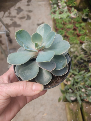 Muda Suculentas Echeverria Perle Rose Pt11