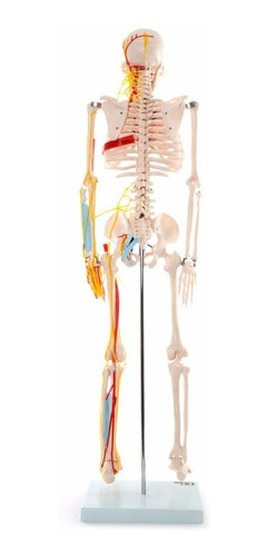 Esqueleto 85cm Com Nervos E Veias Anatomia Ossos