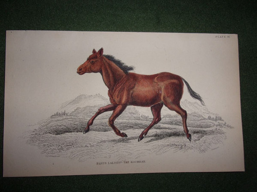 Caballo Eqnuslalisto The Koomrah Grabado De 1833