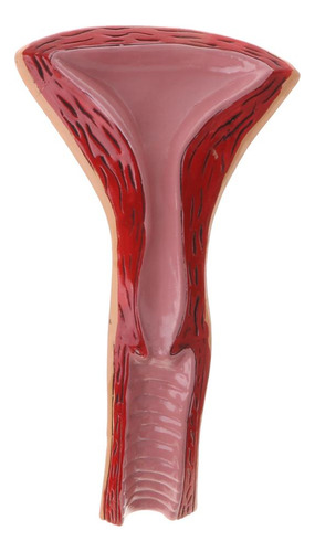 Modelo Anatômico Do Órgão Reprodutor Feminino, Útero, Vagina
