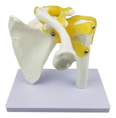 Modelo De Articulación Del Hombro Con Ligamentos Funcionales