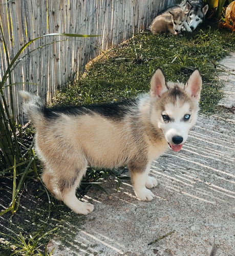 Cachorro Husky Siberiano 