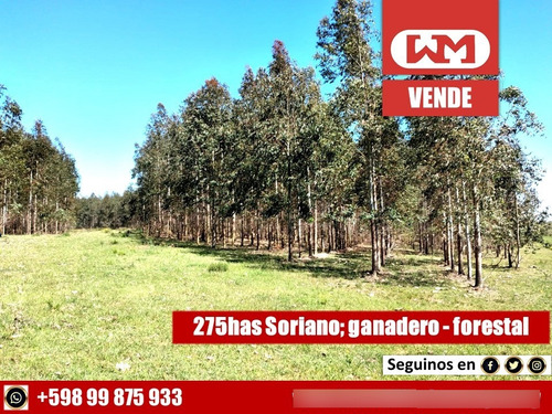 Venta Campo Soriano 275 Has Ganadero Forestal Con Renta