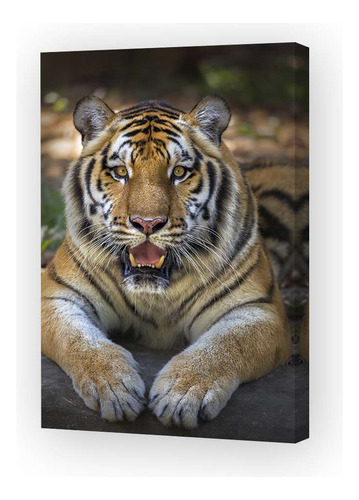 Cuadro Canvas Felinos Tigre Rayado Frente Selva