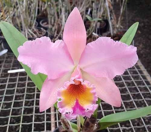 Muda Grande De Orquídea Cattleya Blc George King Serendipity