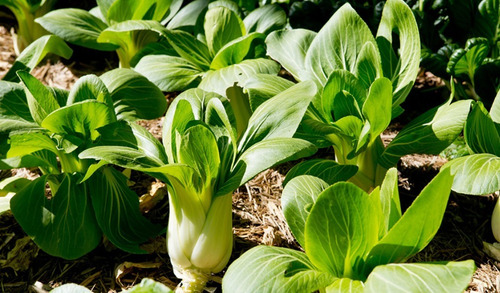 Imagen 3 de 5 de Semillas De Pak Choi O Col Asiática X Sobre Huerta En Casa