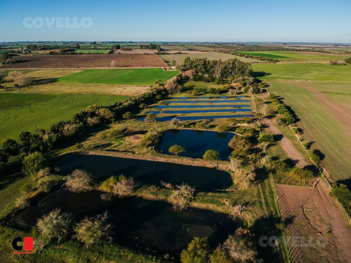 Imagen 5 de 5 de Campo - Nueva Palmira