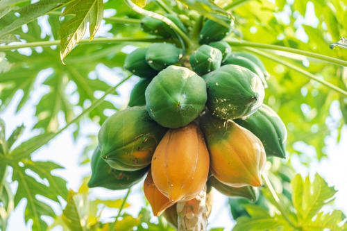 10 Semillas Importadas De Papaya Hawaii Produce Todo El Año!