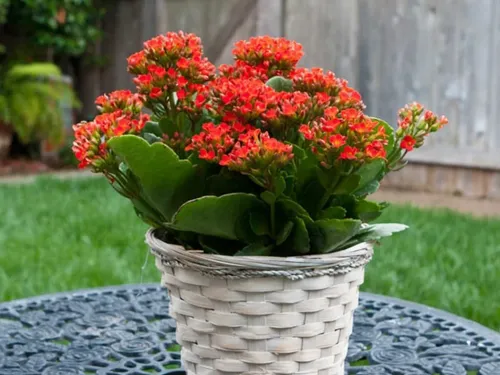 Kalanchoe Blossfeldiana Envío Gratis Caba En Maceta 10