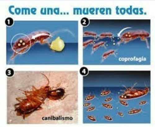 Imagen 4 de 4 de Cucarachida Cannibal - Original 80 Grs - 200 Piezas Y Envío