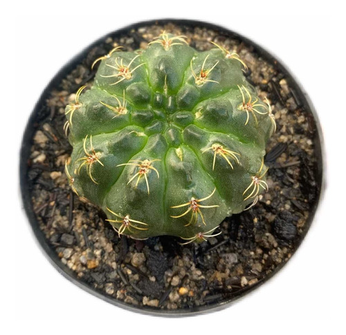 Gymnocalycium Baldianum - Cacto Giminocalicio Flor Vermelha | MercadoLivre