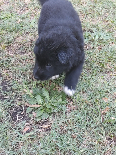 Imagen 2 de 5 de Cachorros Ovejero Belga