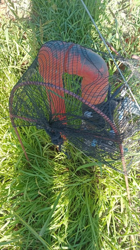 Exclusivo Viñedo De 20 Ha. En Cuadro Benegas