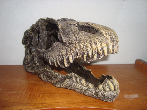 Cráneo Dinosaurio T-rex!!!