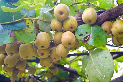 Carapiá Ervas Secas 100 Gr