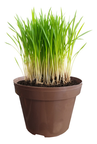 5 Unidades De Pasto Para Gato Trimix: Avena, Cebada, Trigo.