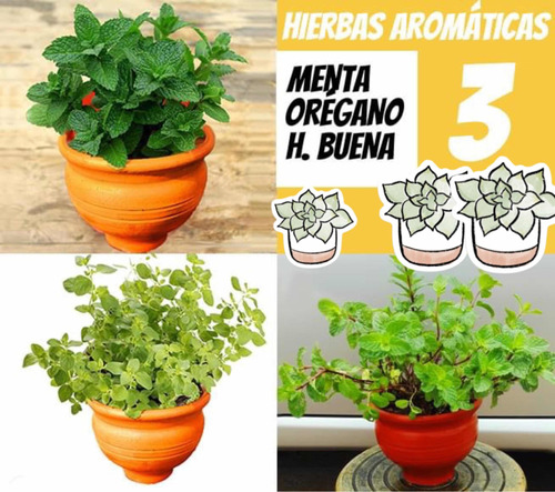 Hierbas Plantas Aromáticas Romero Orégano Menta Regalo