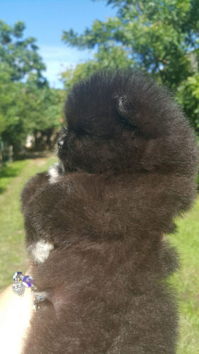 Lulu Da Pomerania Preto Ursinho