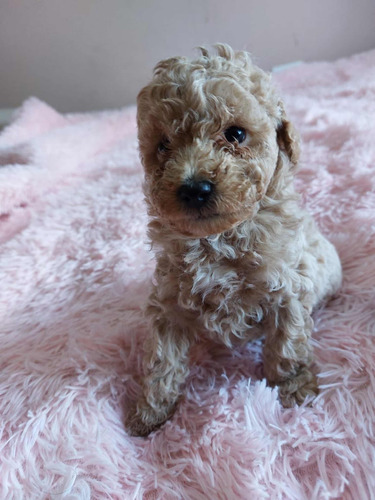 Hermosa Poodle Toy Apricot