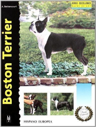 Boston Terrier (excellence)