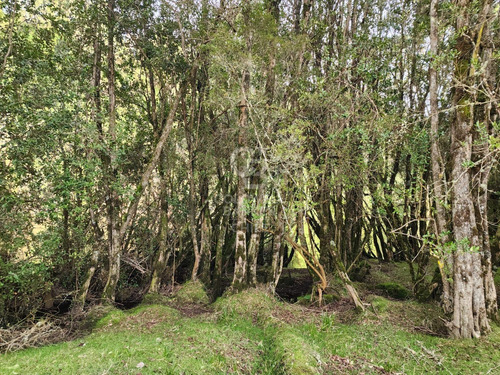Cabaña Con Bosque Nativo Y Acceso A Río I Puerto Varas