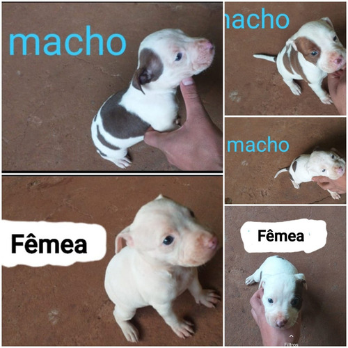 Imagem 1 de 1 de Filhotes De Pit Bull