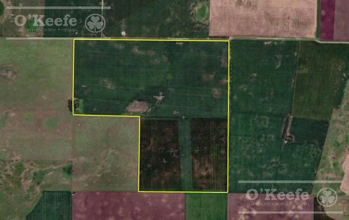Campo De 155 Has En Venta En Benito Juarez - 100 % Agrícola - Excelente Rentabilidad